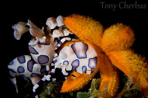 The Kidnapping: A Harlequin Shrimp drags a juvenile Sea S... by Tony Cherbas 